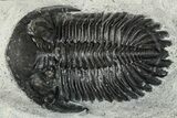 Bargain, Hollardops Trilobite Fossil - Ofaten, Morocco #287453-5